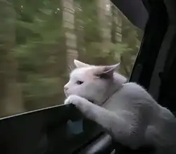 全球市场大暴跌,背后真相是什么?