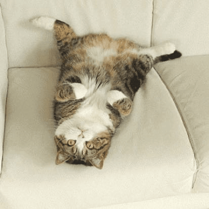 $BLUAI空投多问题致TGE抛压忽略,公募价0.02元下先洗盘后看多