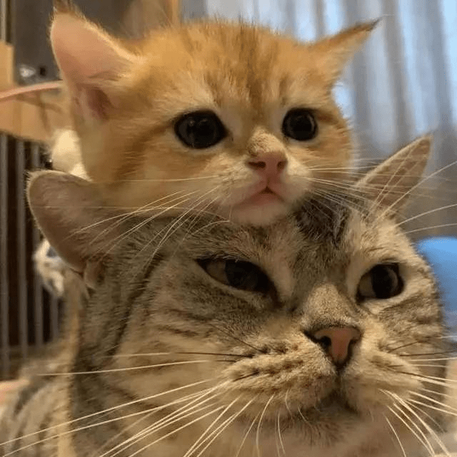 0.13美元的HOLO:为何它是明年最可能实现10倍收益的AI项目?