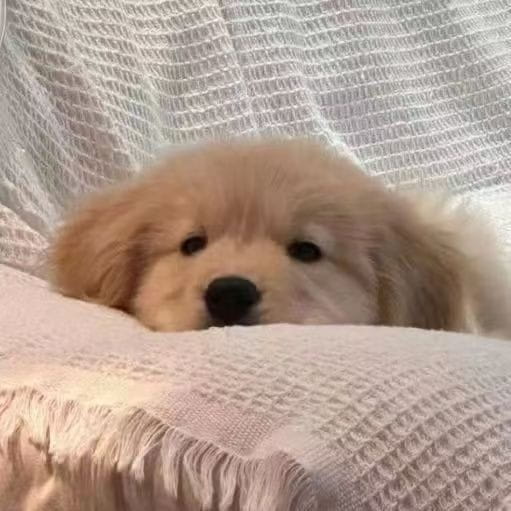 GIGGLE现货上线后价格飙升,昔日“信仰者”反成亏损者!