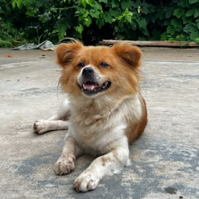 庄家操盘手法揭秘：0.135三次冲高回落背后的筹码博弈与资费收割