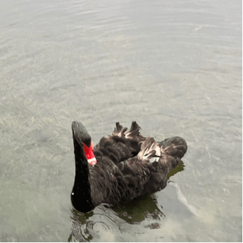 ASTER生死线0.55美元预警：巨鲸成本价曝光，跌破即触发死亡螺旋！价值投资与Meme信仰的终极抉择