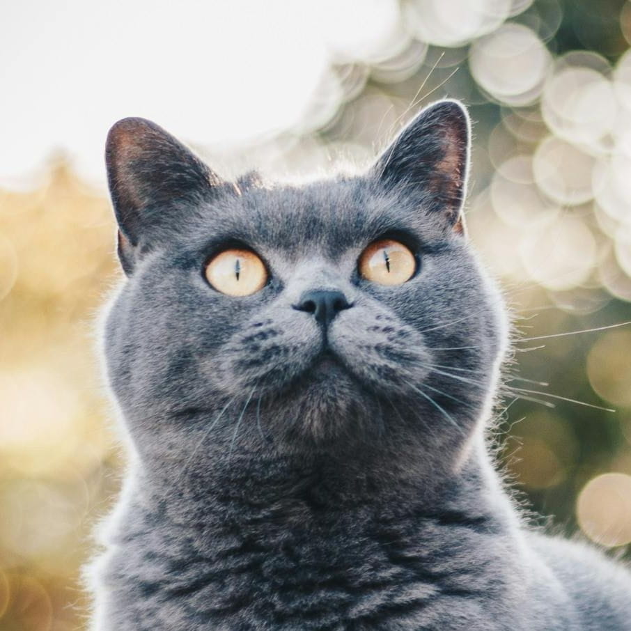 2014年他卖房买1500枚比特币 如今价值1.86亿美元 CZ的财富密码启示录